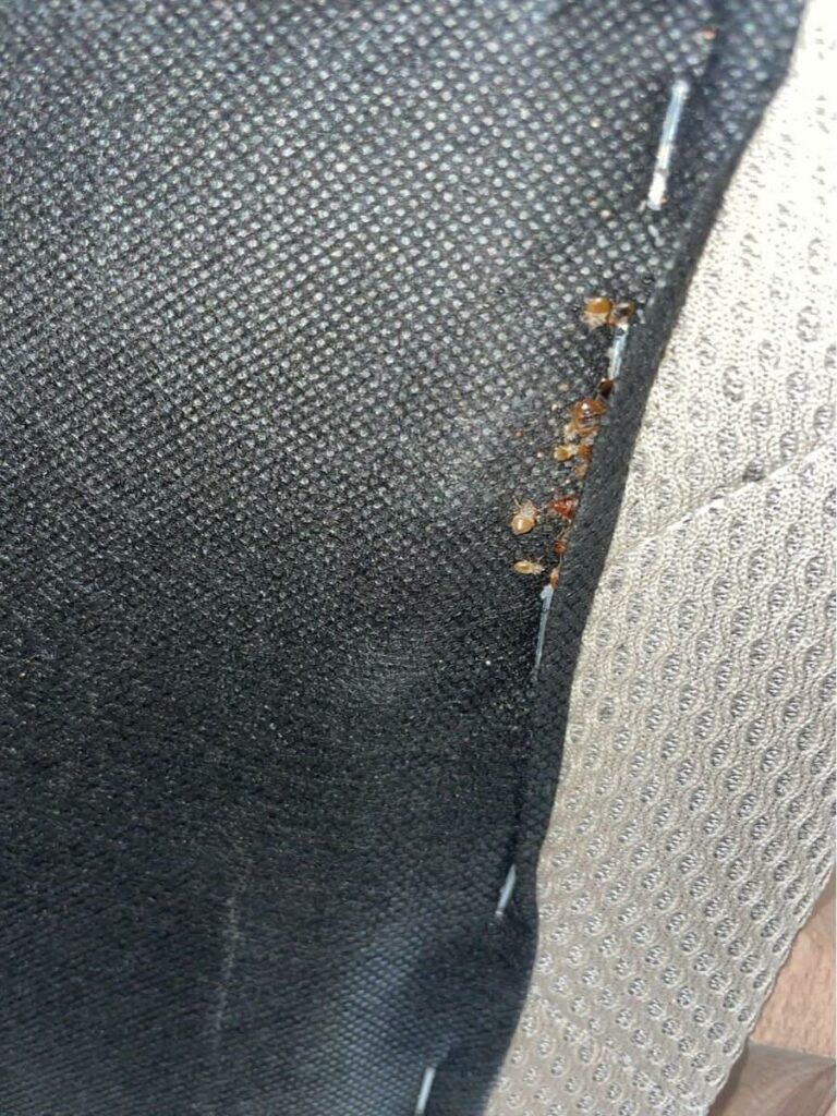 infestation des punaises de lit à Paris